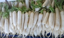 Japon Turpu Kullanımı ve Faydaları Nelerdir? Japon Turpu Kullanımı ve Faydaları Nelerdir?