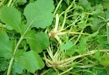 Turp Otu Kullanımı ve Faydaları Nelerdir? Turp Otu Kullanımı ve Faydaları Nelerdir?