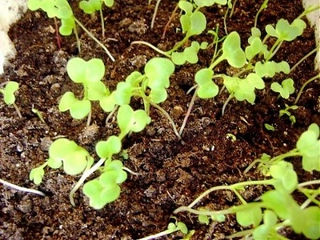 Turp Ekimi Turp Ekimi